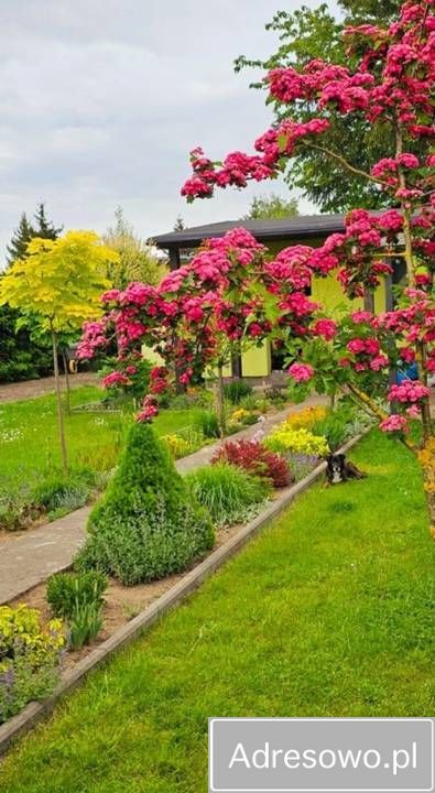 Działka rod Chełmno. Zdjęcie 4