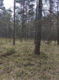 Działka leśna Kotowice. Zdjęcie 2