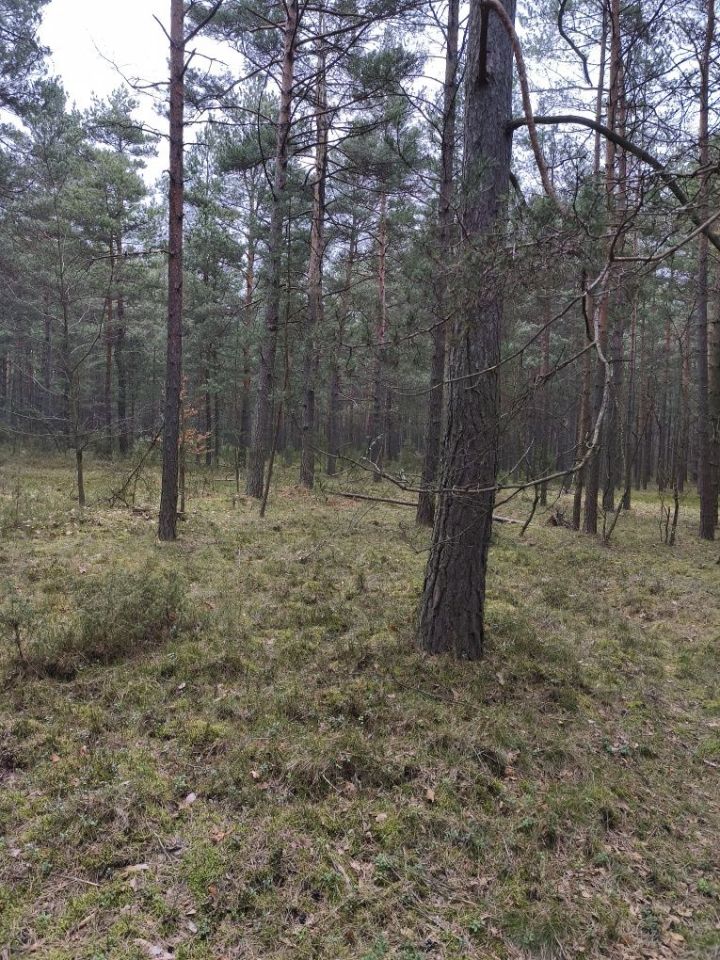 Działka leśna Kotowice. Zdjęcie 3