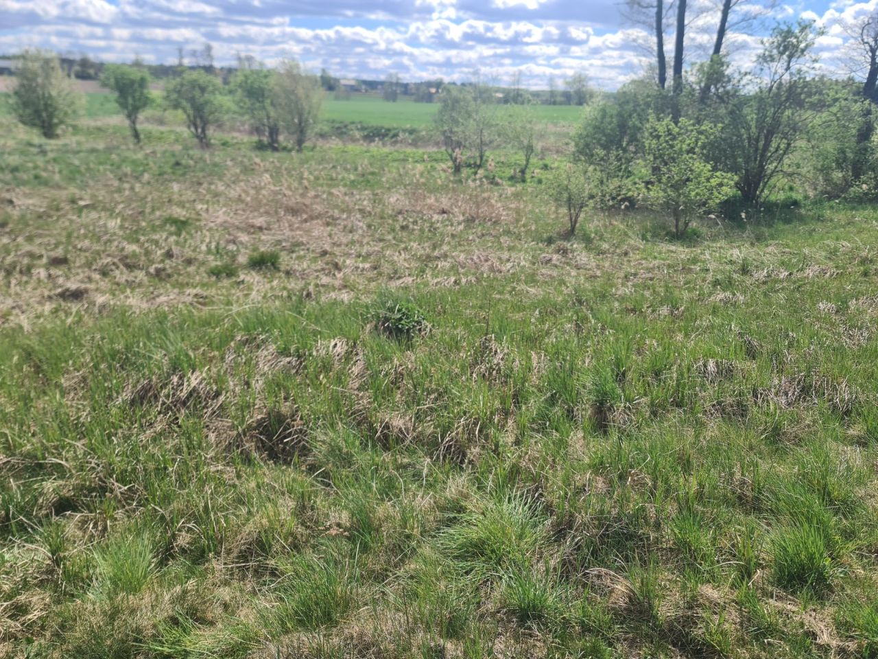 Działka rolna Barany. Zdjęcie 4