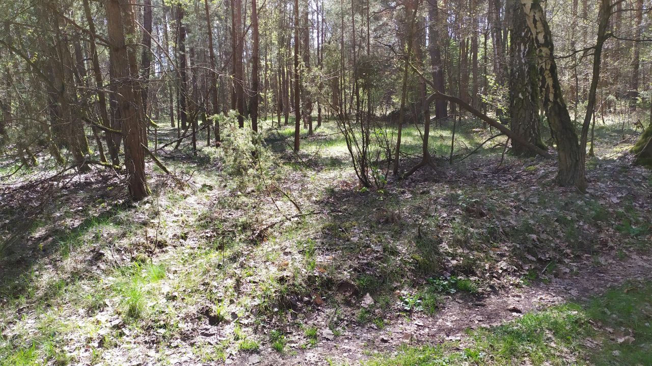 Działka leśna Bocheniec. Zdjęcie 2