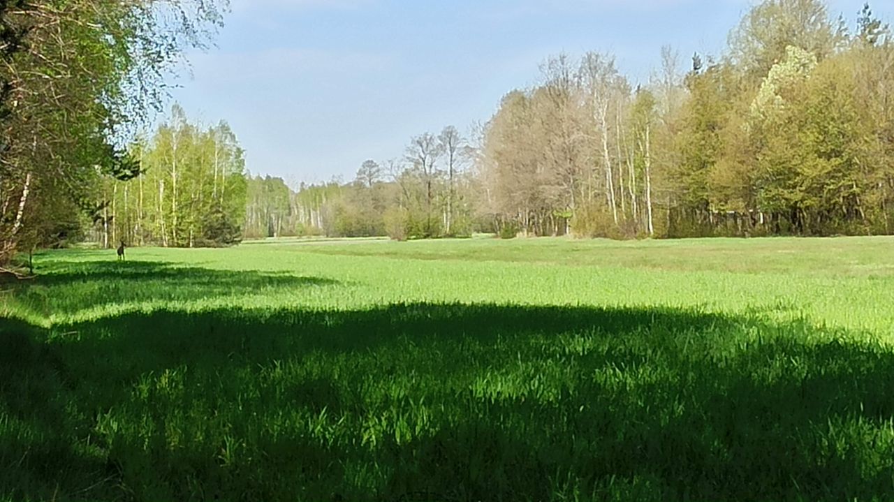 Działka rolno-budowlana Stare Grądy. Zdjęcie 1