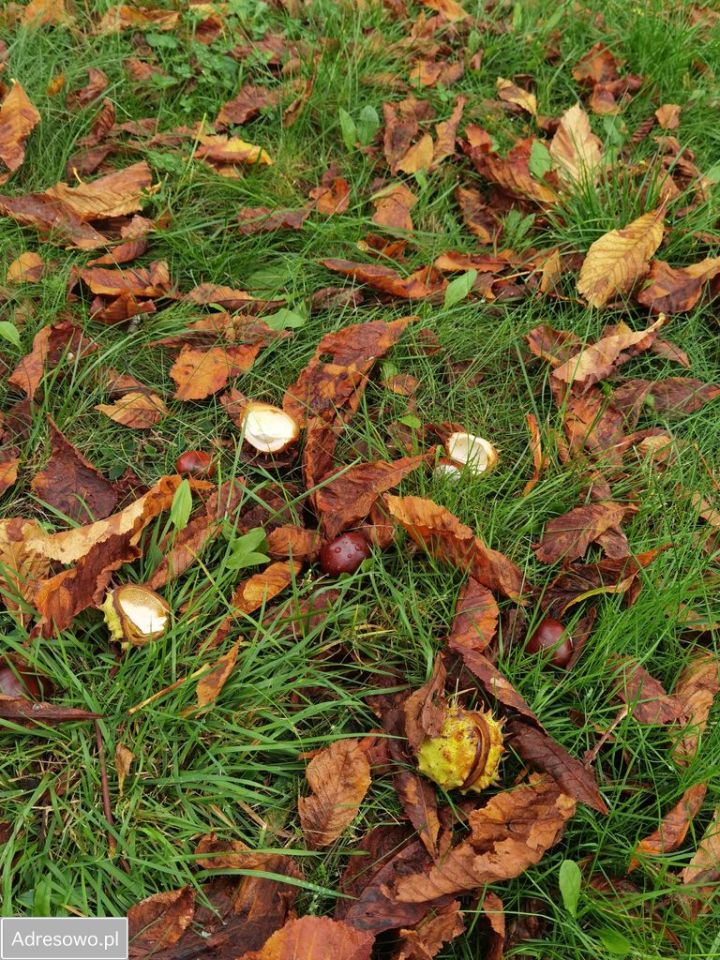 bliźniak, 4 pokoje Ślężany, ul. Słoneczna. Zdjęcie 7