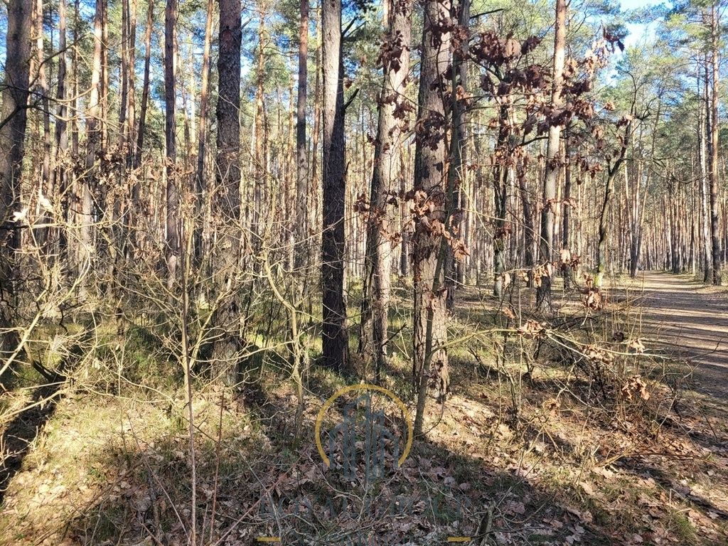 Działka leśna Jawidz. Zdjęcie 2