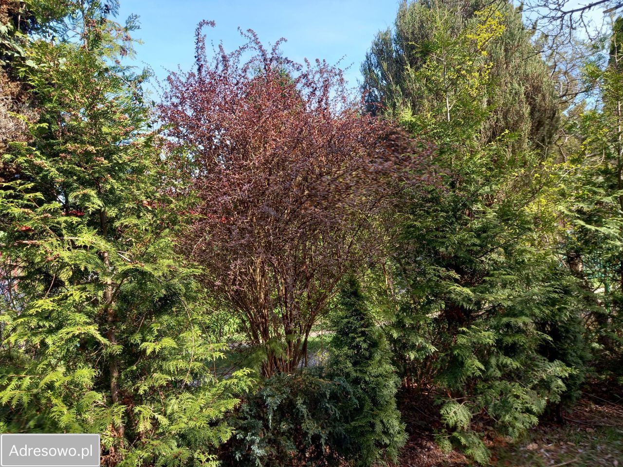 Działka rod Szczaki, ul. Mrokowska. Zdjęcie 9