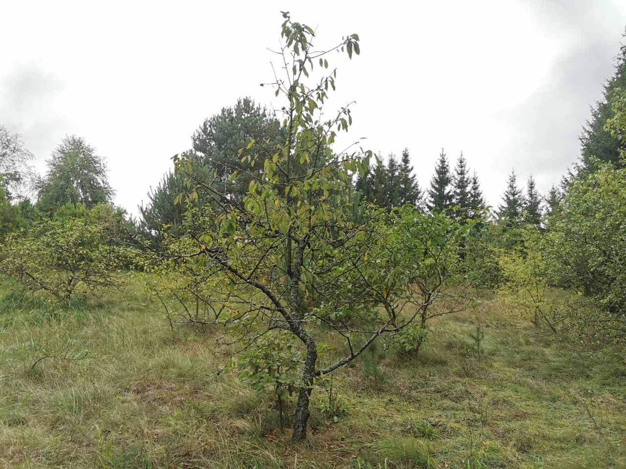 Działka inwestycyjna Złotów. Zdjęcie 6