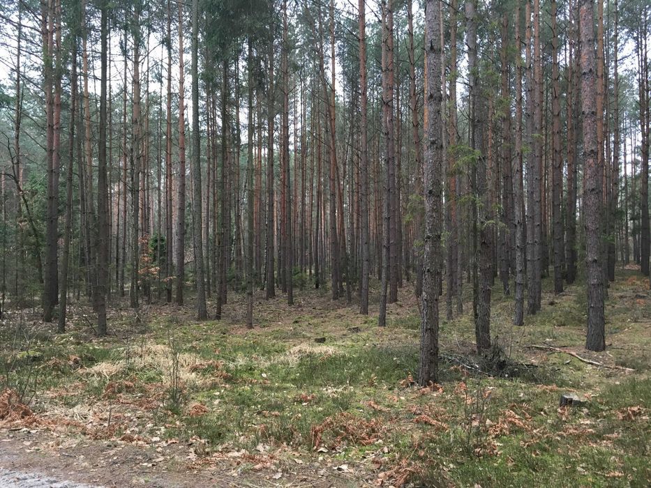 Działka leśna Motyl Żelazna. Zdjęcie 6