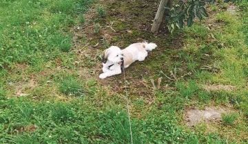 Działka rolna Węgrce Panieńskie