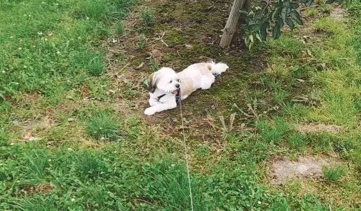 Działka rolna Węgrce Panieńskie