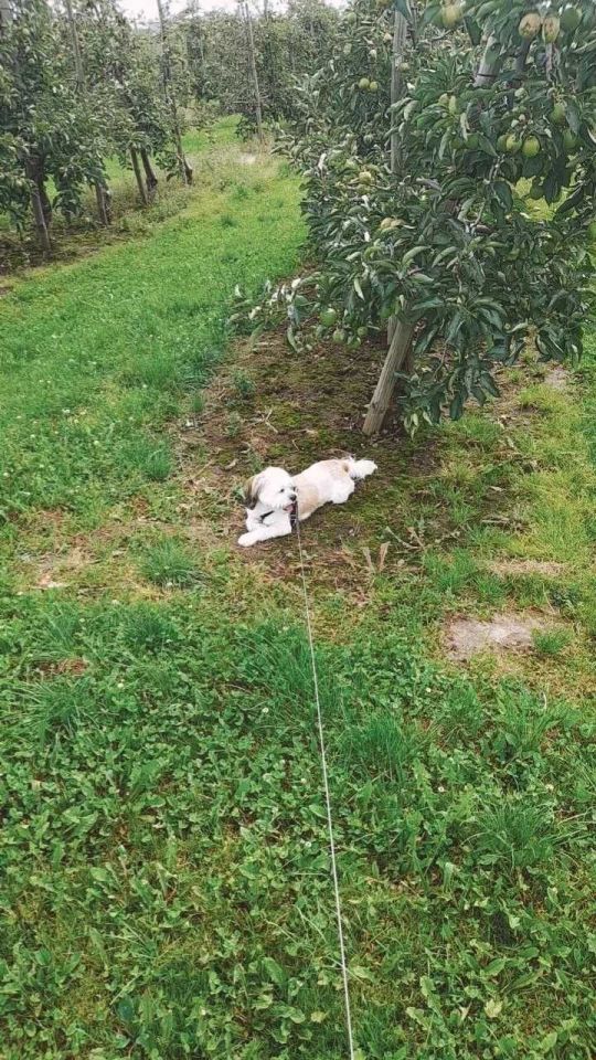 Działka rolna Węgrce Panieńskie