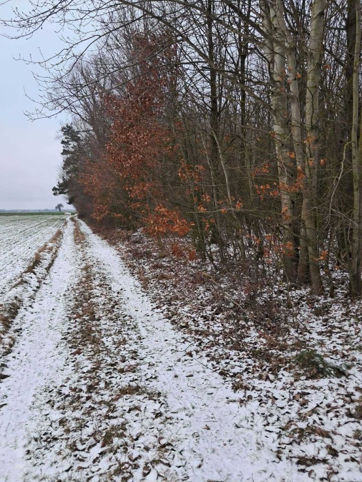 Działka Bukówno Śliwiny. Zdjęcie 4