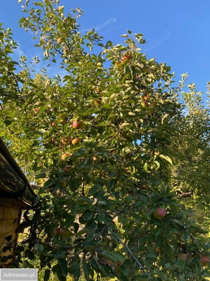 Działka rod Warszawa Targówek, ul. Lewinowska. Zdjęcie 7