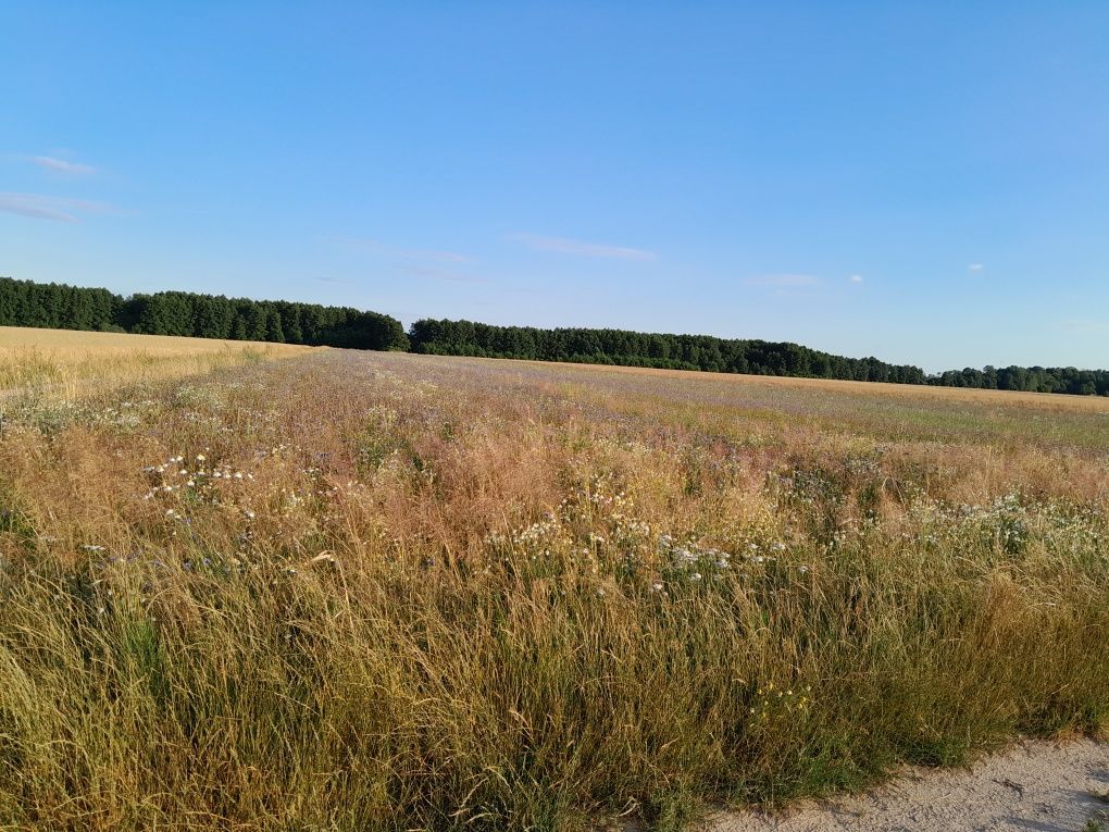 Działka rolno-budowlana Rzeczyca. Zdjęcie 6