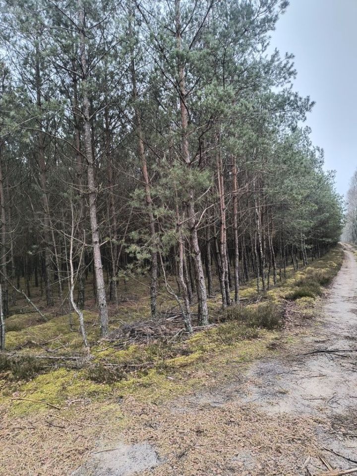 Działka leśna Rosko. Zdjęcie 3