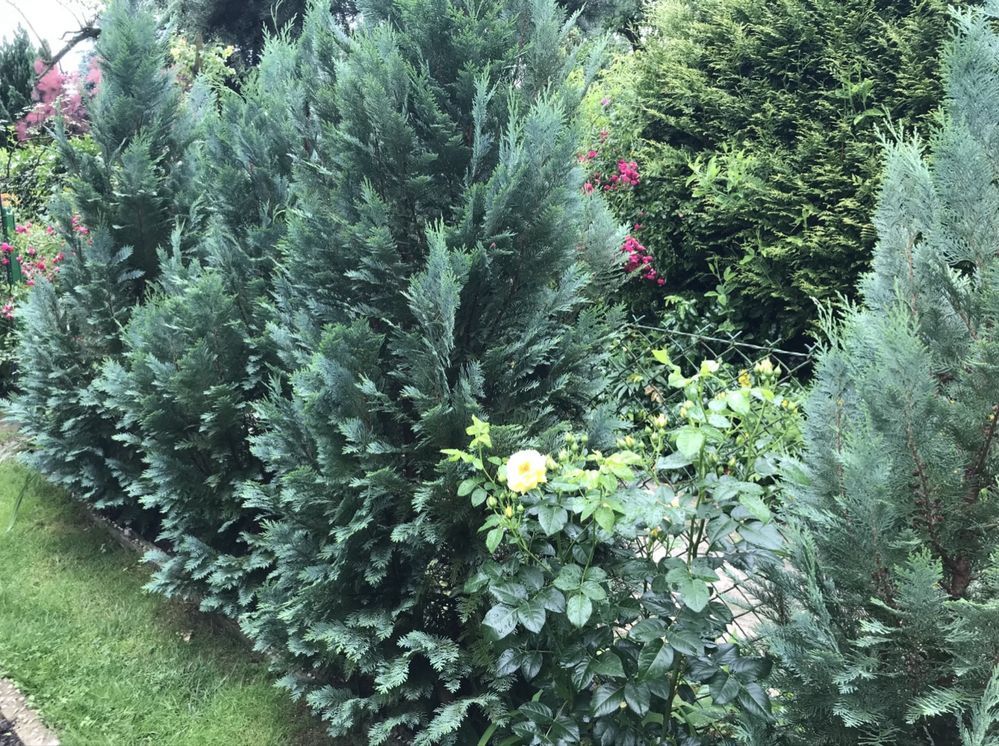 Działka rod Warszawa Mokotów, ul. Żwirki i Wigury. Zdjęcie 4