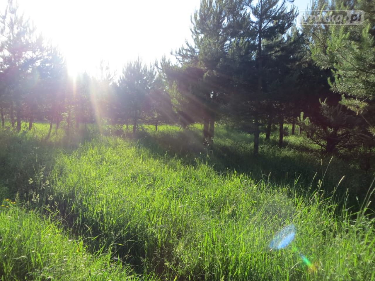 Działka siedliskowa Kołodno. Zdjęcie 10
