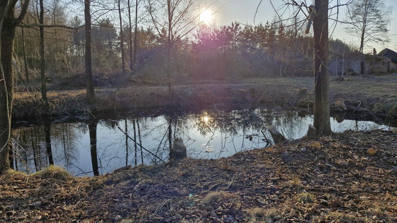 Działka rolno-budowlana Tomaszew. Zdjęcie 12