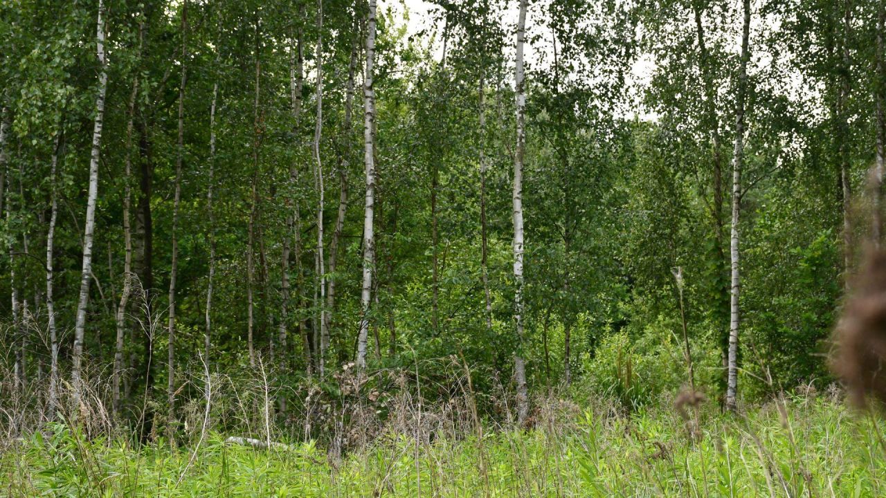 Działka inwestycyjna Szczaki, ul. Łanowa. Zdjęcie 9