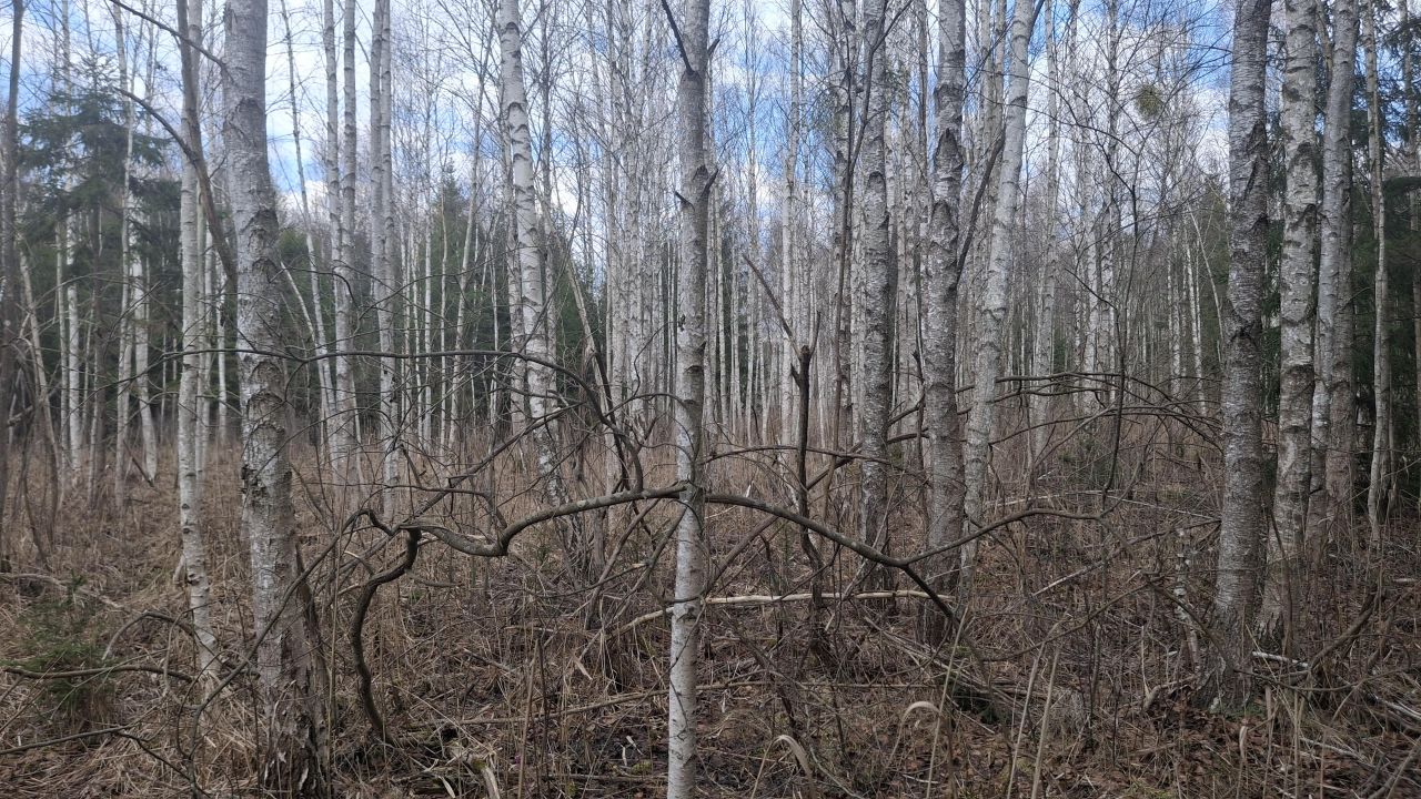 Działka rolna Lipina. Zdjęcie 2