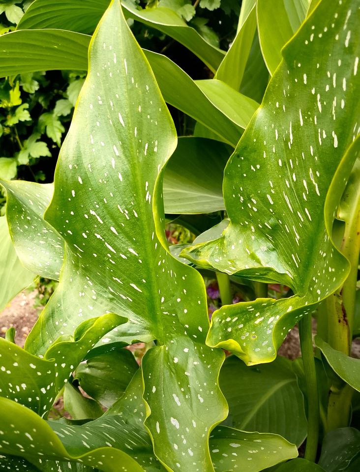 Działka rod Białystok, ul. Adama Mickiewicza. Zdjęcie 15