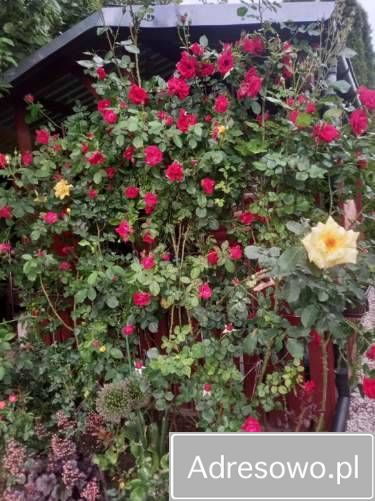 Działka rod Ostrowiec Świętokrzyski, ul. Niska. Zdjęcie 7