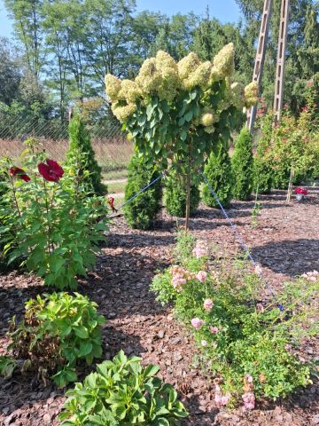 dom wolnostojący, 3 pokoje Stasiopole, ul. Działkowa. Zdjęcie 21
