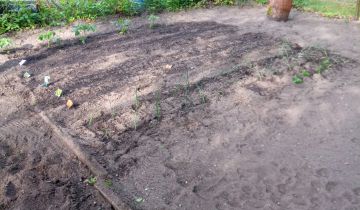 Działka rod Zielona Góra Jędrzychów, Rod 35-lecia