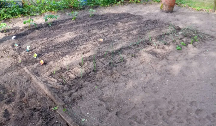 Działka rod Zielona Góra Jędrzychów