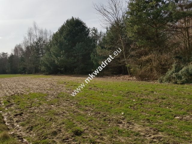 Działka leśna Borszyce. Zdjęcie 2