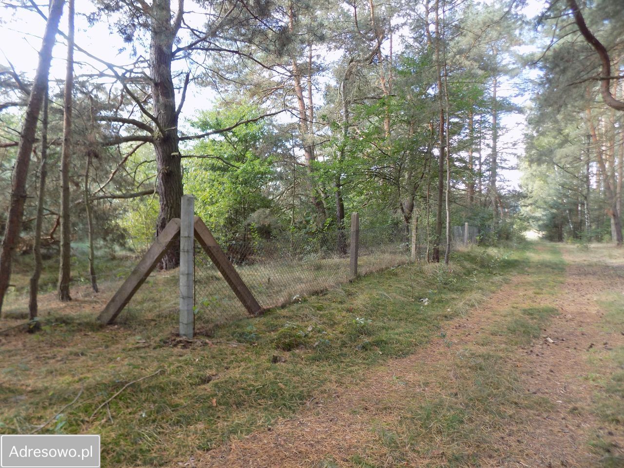 Działka siedliskowa Piękocin. Zdjęcie 3