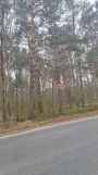 Działka leśna Milejów. Zdjęcie 3