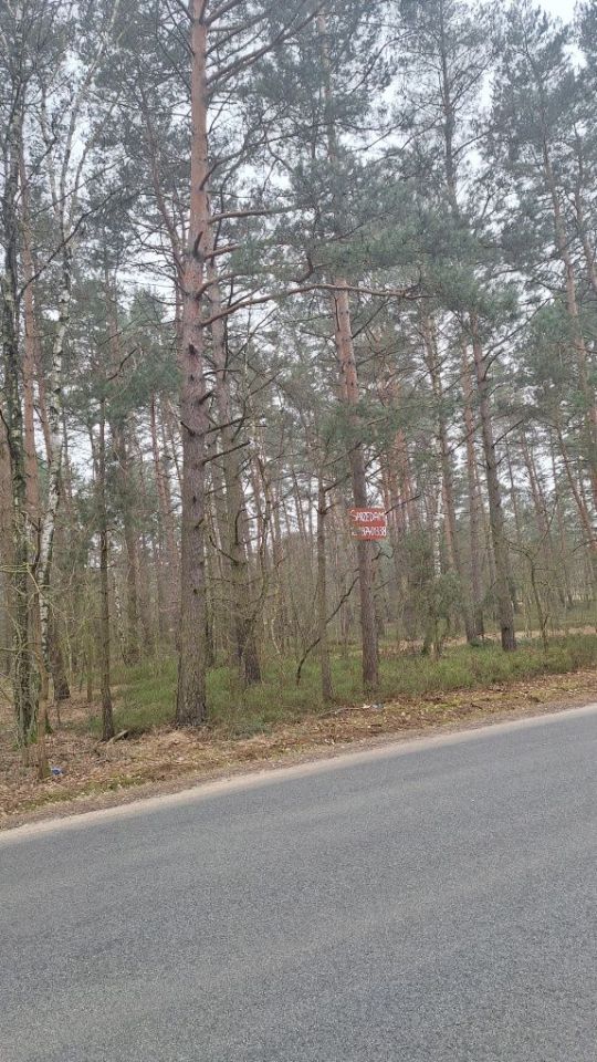 Działka leśna Milejów. Zdjęcie 4