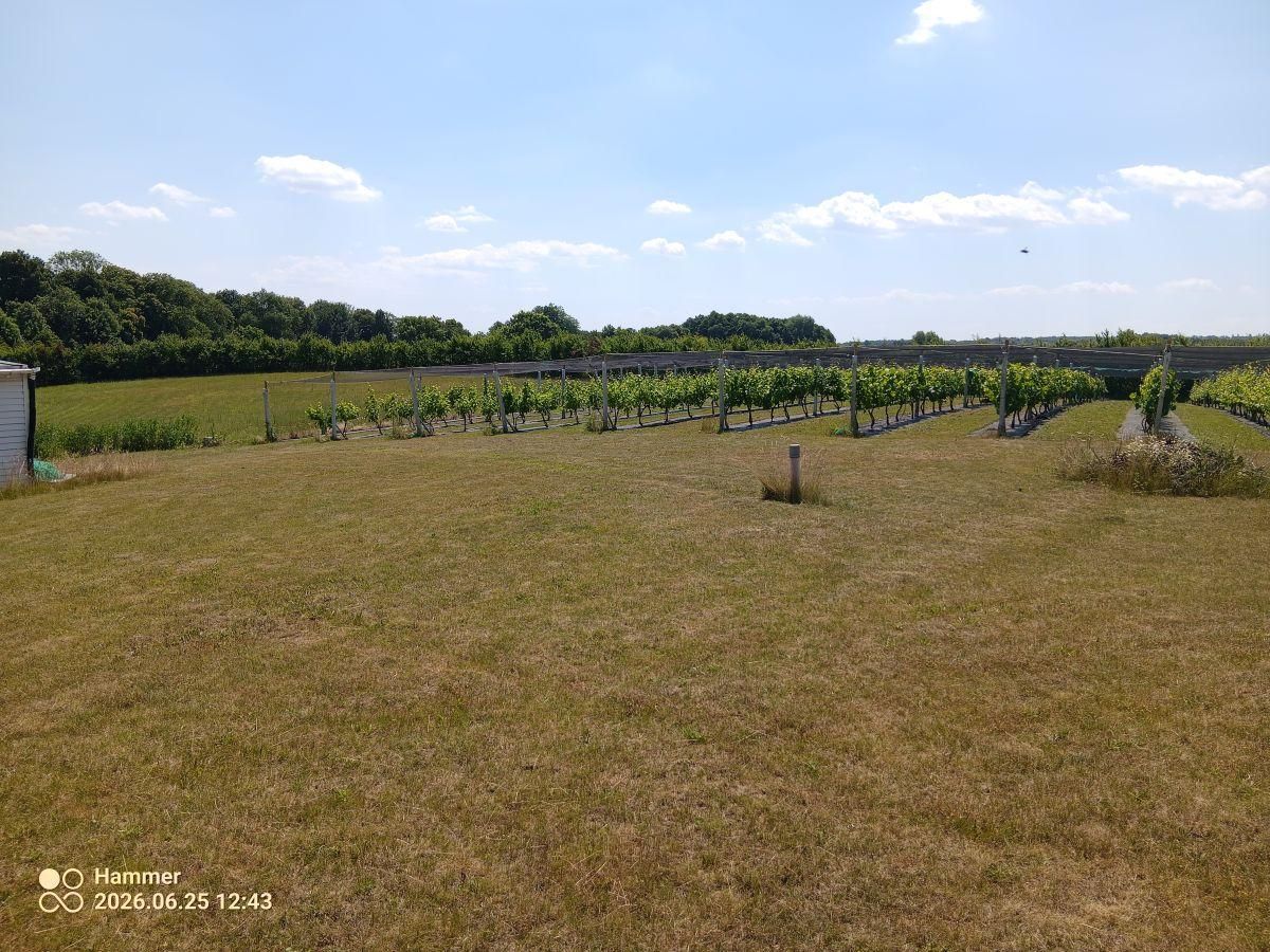 Działka rolno-budowlana Tchórzno. Zdjęcie 10