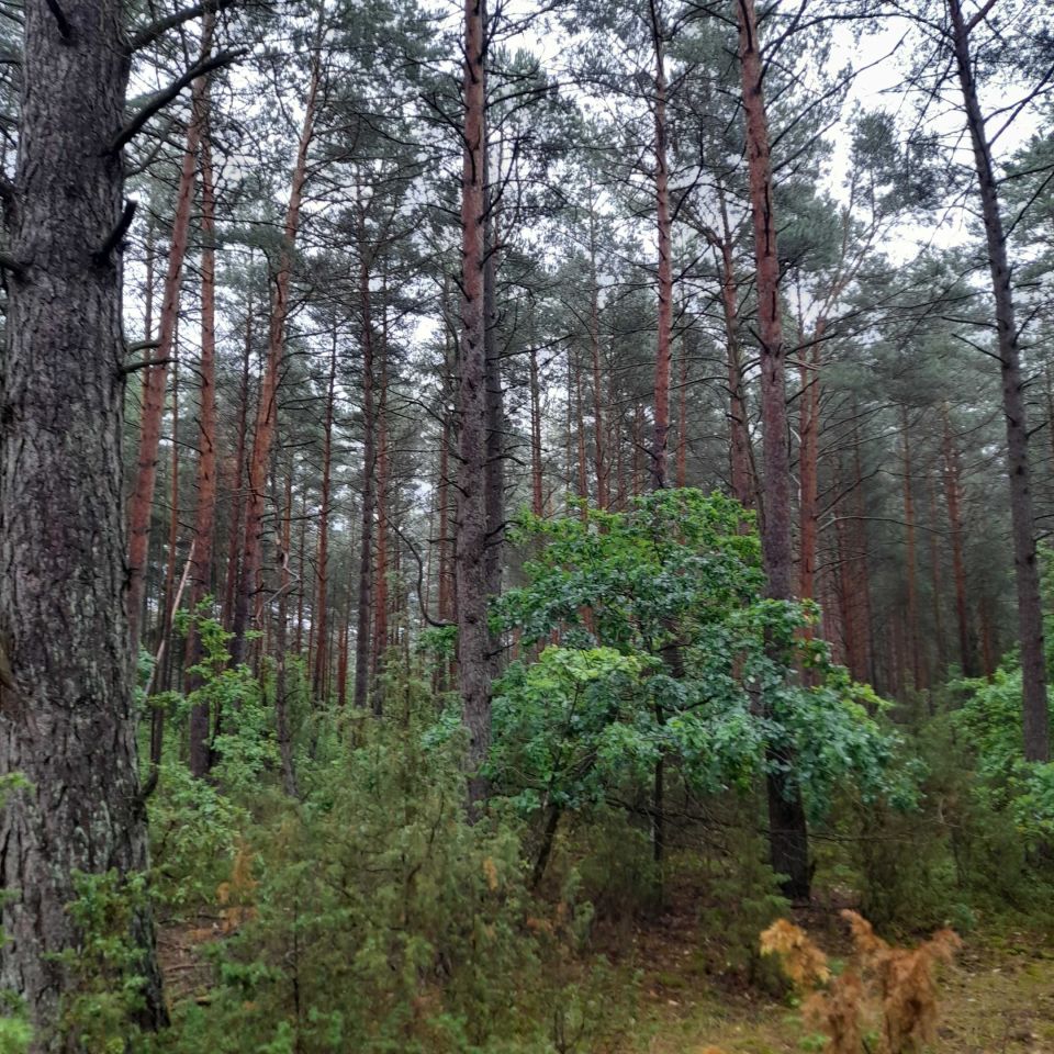Działka leśna Grądy. Zdjęcie 1