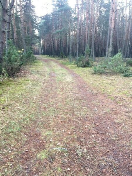 Działka rolna Leniuszki. Zdjęcie 6