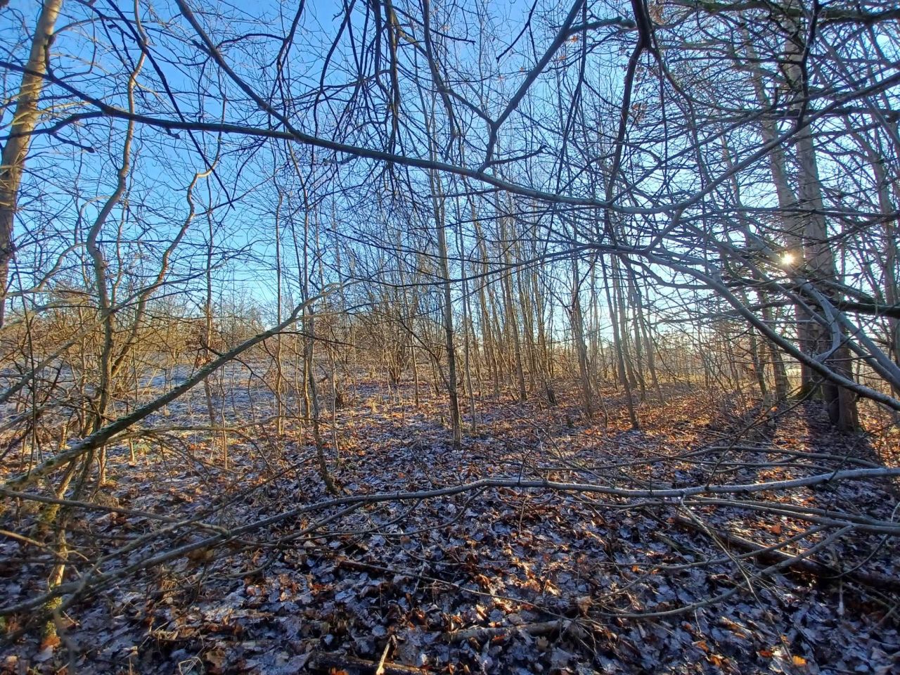 Działka rolna Krągłe. Zdjęcie 4