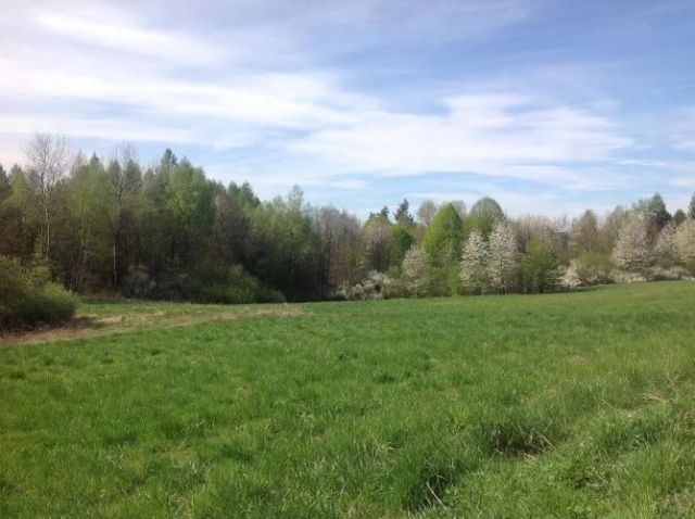 Działka rolno-budowlana Skopów. Zdjęcie 13