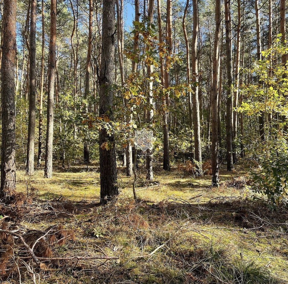 Działka leśna Kuczek. Zdjęcie 12