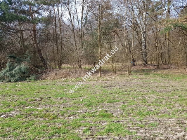 Działka leśna Borszyce. Zdjęcie 3