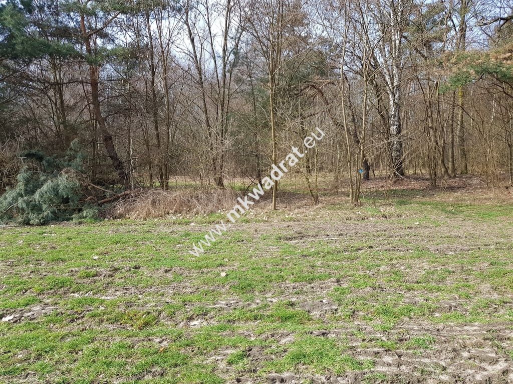 Działka leśna Borszyce. Zdjęcie 3