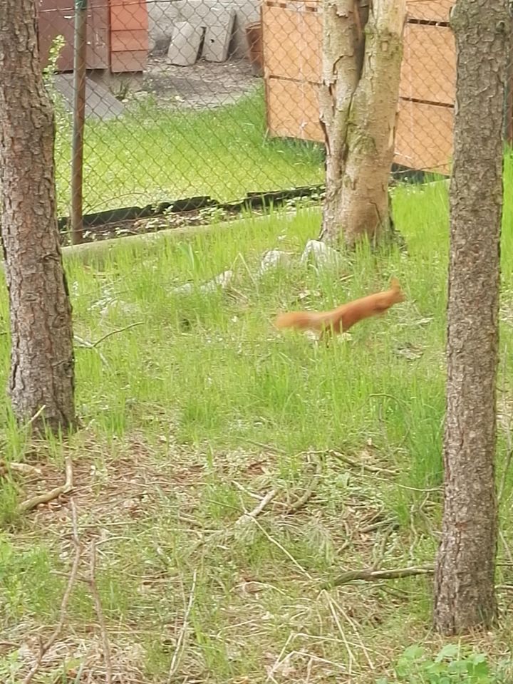 Działka rod Warszawa Wawer, Śnieguliczki. Zdjęcie 2