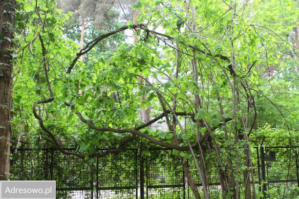 Działka budowlana Podkowa Leśna, ul. Wiewiórek. Zdjęcie 9