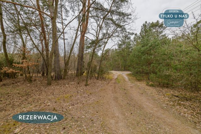 Działka leśna Kije. Zdjęcie 13