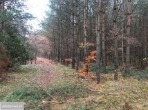 Działka leśna Piła. Zdjęcie 4