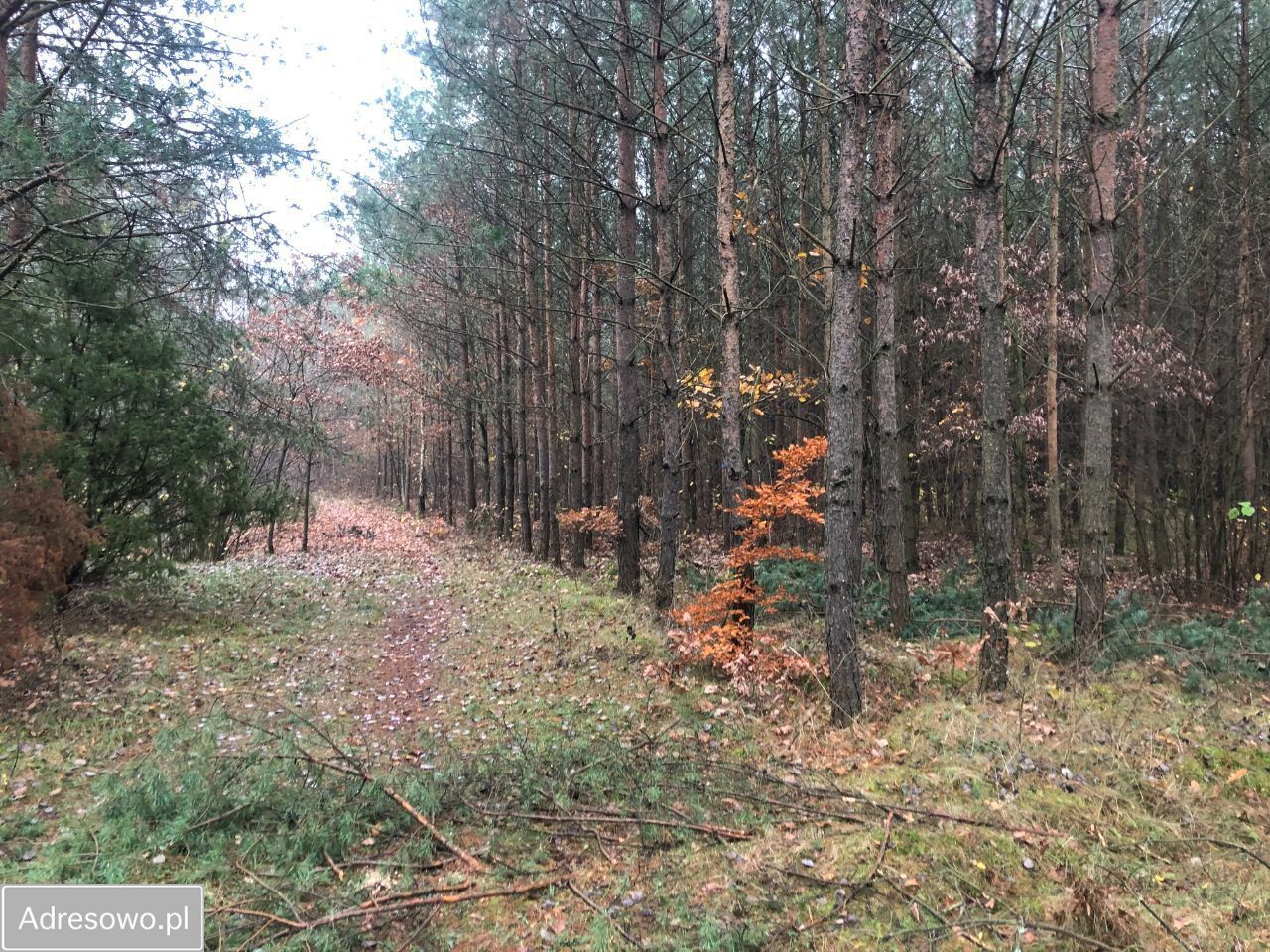 Działka leśna Piła. Zdjęcie 5