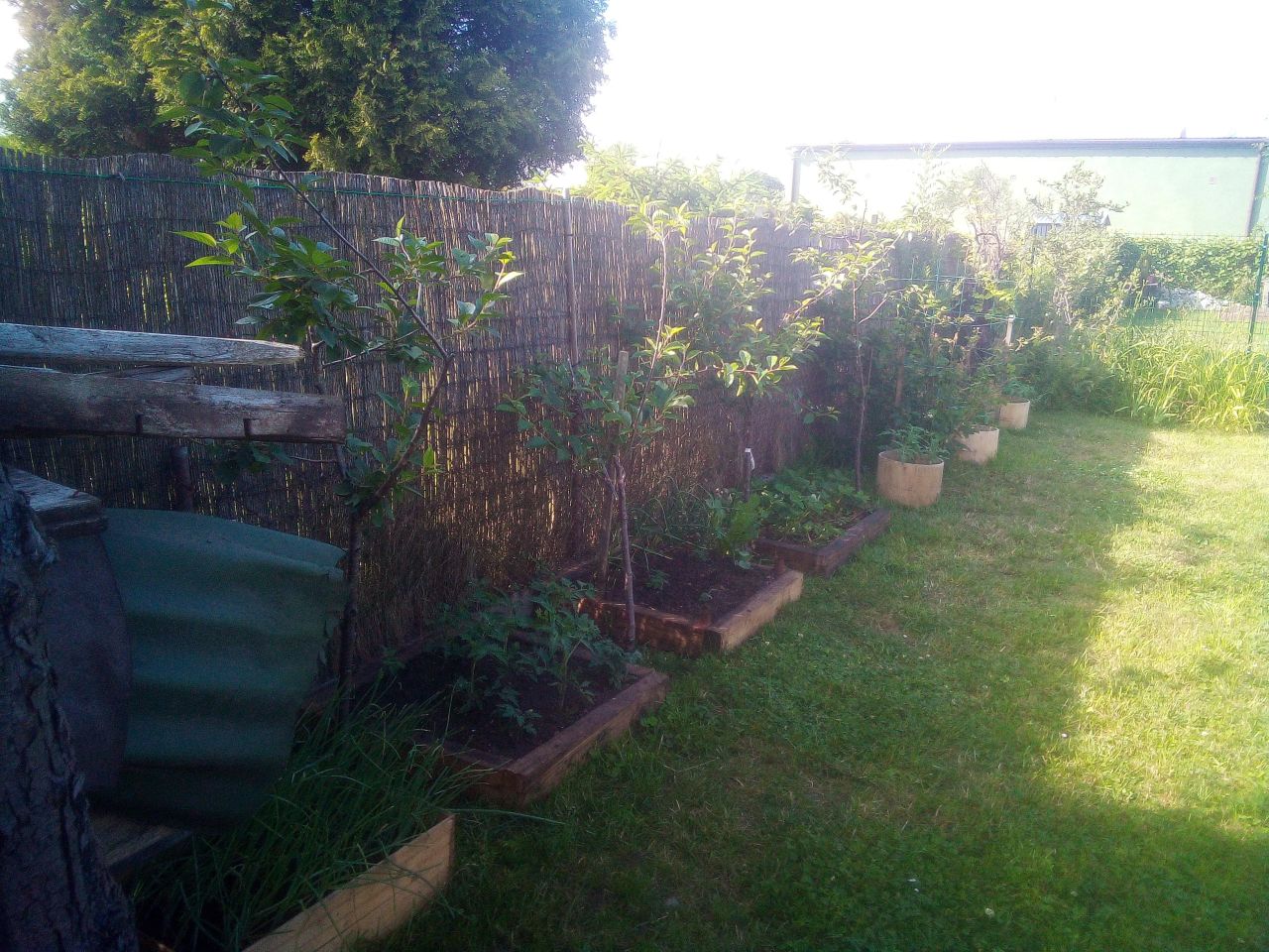 Działka rod Poręba, ul. Modrzewiowa. Zdjęcie 8