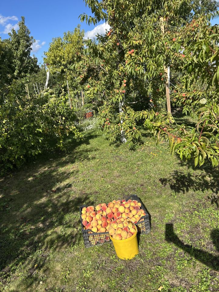 Działka rod Głogów, ul. Adama Mickiewicza. Zdjęcie 13