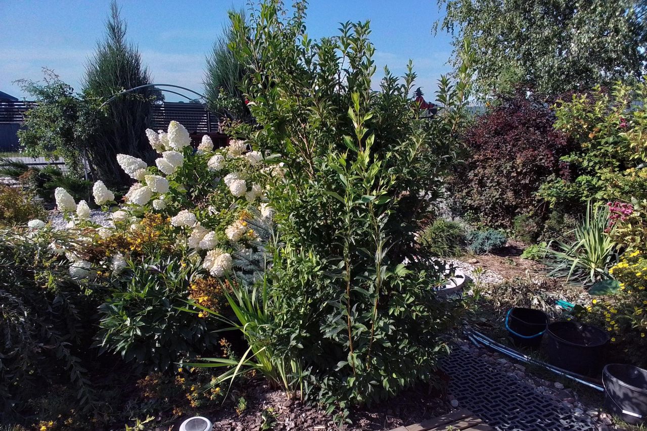 dom wolnostojący, 3 pokoje Drwalew, ul. Słoneczna. Zdjęcie 12