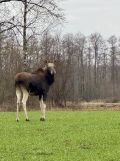 Działka budowlana Budy Ciepielińskie, Brak. Zdjęcie 2