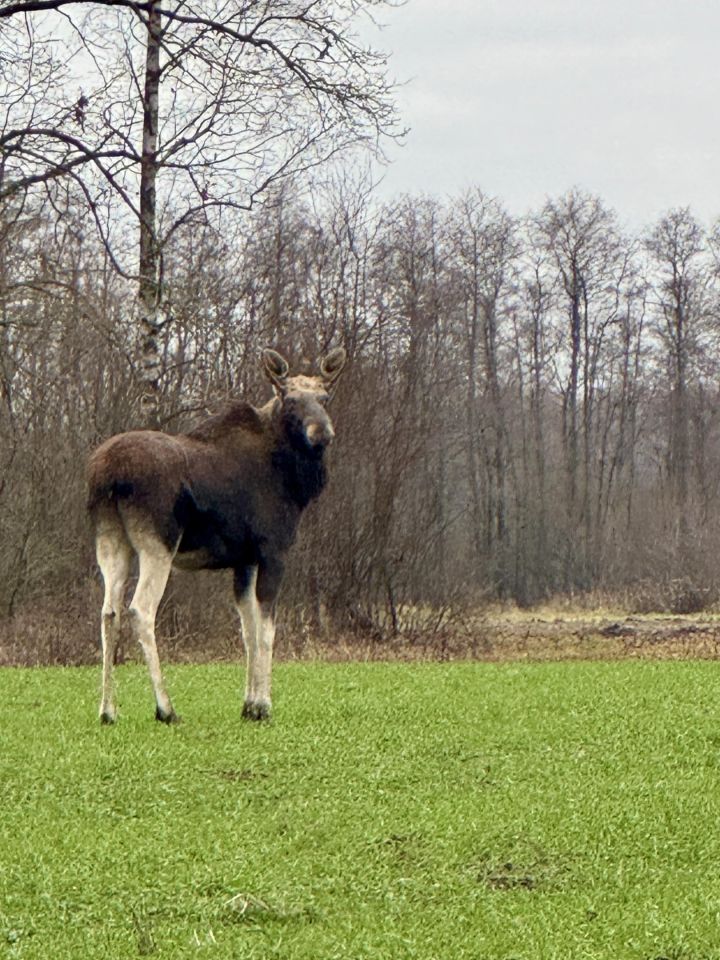 Działka budowlana Budy Ciepielińskie, Brak. Zdjęcie 3